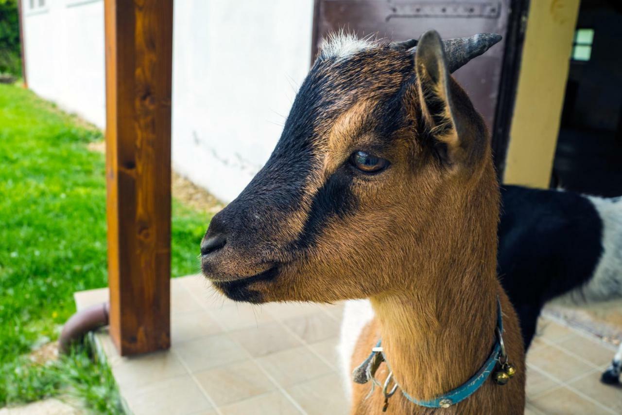 Ca' Poldo Farm stay Ancona
